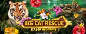 Big Cat Rescue Megaways news item